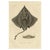 Gaimards Ray Fish, 1842, Paper For Sale - Image 3 of 5