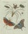 Bertuch, Exotic Insects, Spider and Butterfly, 1800, Engraving For Sale - Image 10 of 10