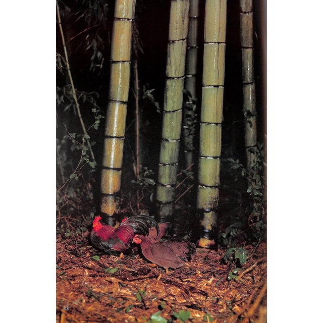 "The World of Bamboo" 1981 Takama, Shinji [Photographed By] For Sale - Image 4 of 12