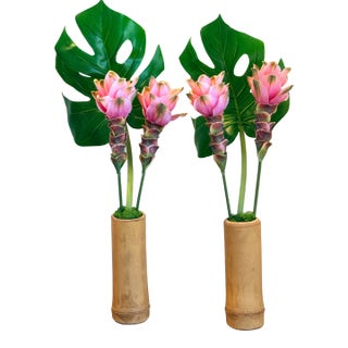 Siam Tulip in Bamboo For Sale