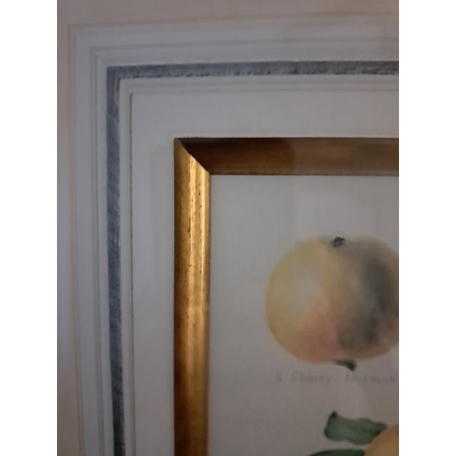 Bountiful Fruit - 4 Prints Mounted and Framed For Sale - Image 12 of 12