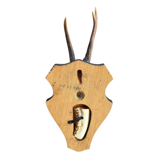 Roe deer trophy mounted on wood plaque Jaw bone inserted on back of plaque