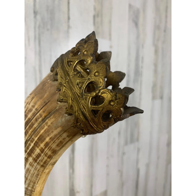 Antique Wild Boar Trophies For Sale - Image 4 of 12