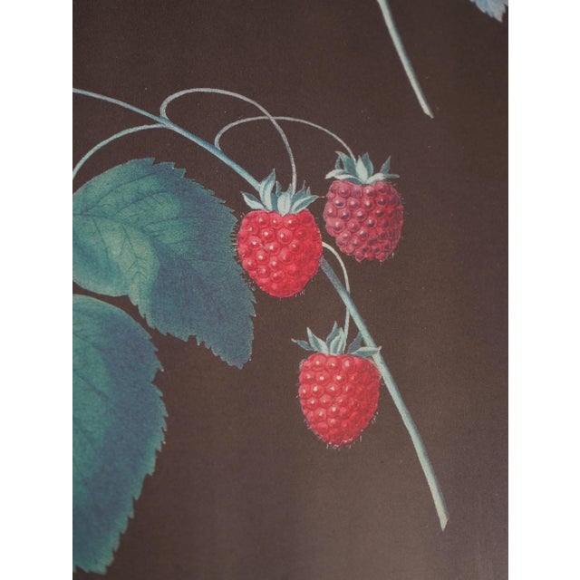 1960s 1960s Pair of Berry Prints by George Brookshaw For Sale - Image 5 of 13