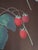 1960s 1960s Pair of Berry Prints by George Brookshaw For Sale - Image 5 of 13