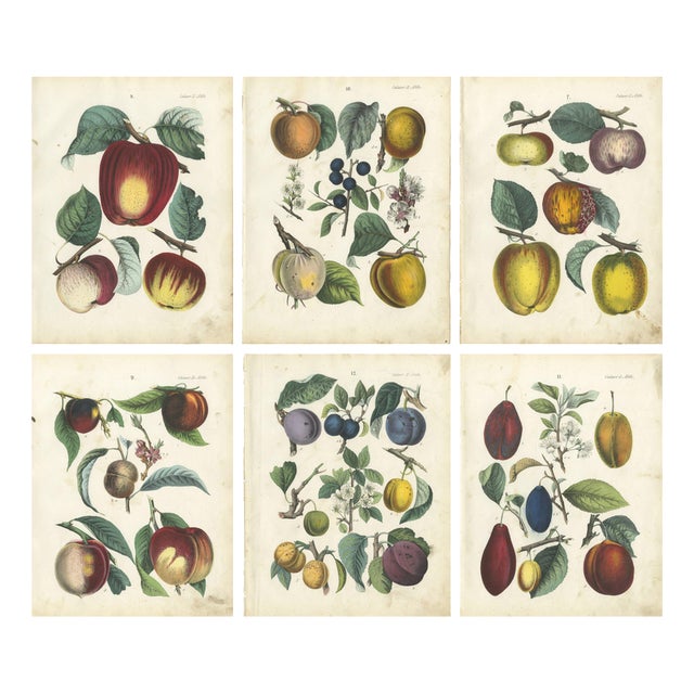 Dr. Calwer, Apples and Plums, 1854, Chromolithographs on Paper, Set of 6 For Sale