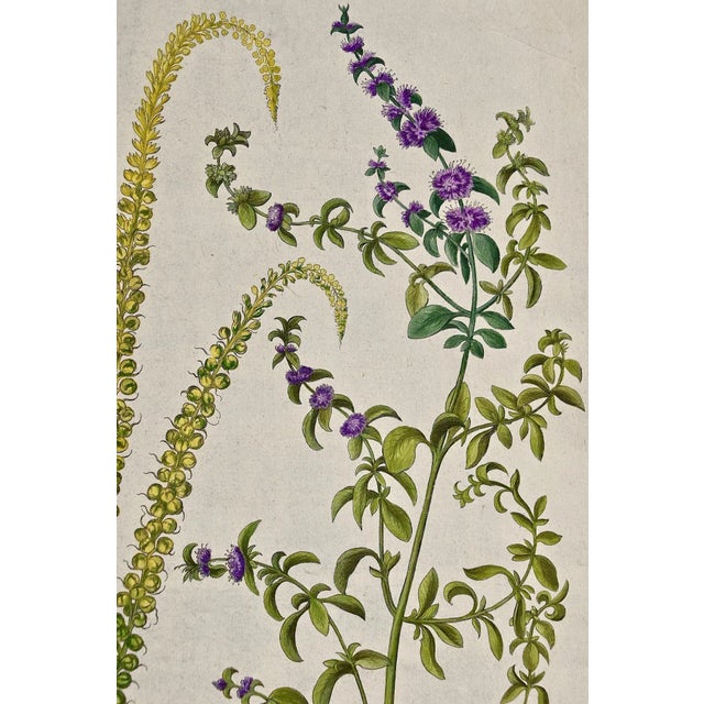 Flowering Peppermint Plants: A 17th C. Besler Hand-Colored Botanical Engraving, 1640 For Sale In San Francisco - Image 6 of 7