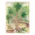1940s Grace Spongberg Manoa Park Lagoon Hawaii Drawing For Sale