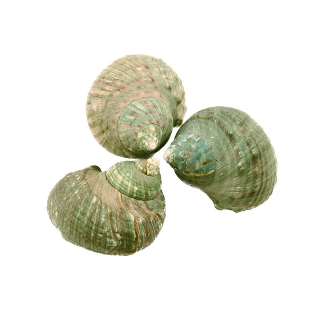 Set of three nautical aqua lime green natural turbo beach sea shell with striations of teal, turquoise, lime green and...