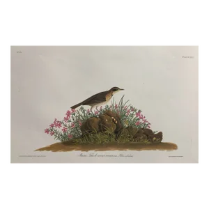 Audubon Prairie Titlark From the Abbeville Edition