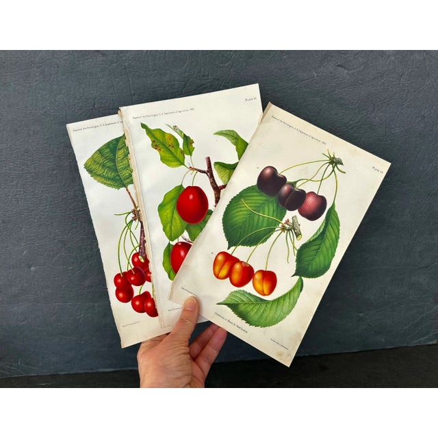 Antique Botanical Art Prints Set of 3 For Sale - Image 10 of 10