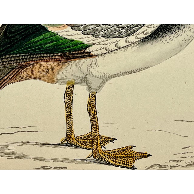 Antique Hand Tinted Bird Print Featuring a Spur-Winged Goose - Circa 1880 For Sale - Image 9 of 12