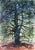 Eve Nethercott, Tree (P5.61), Watercolor on Paper For Sale