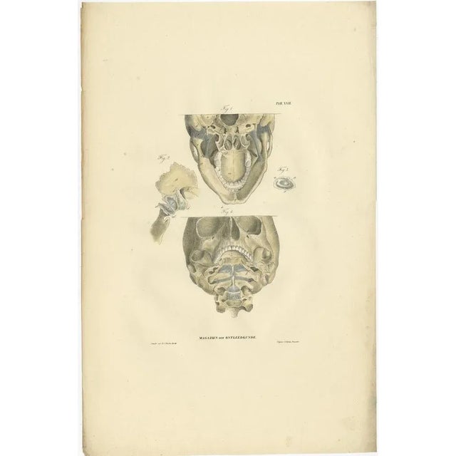 Anatomy Illustrations of Ligaments and Joints, 1839, Prints, Set of 13 For Sale - Image 3 of 15