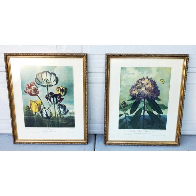 Wood Vintage Set of Two Dr Robert John Thornton Botanical Prints, the Tulips & the Pontic Rhododendron For Sale - Image 7 of 12