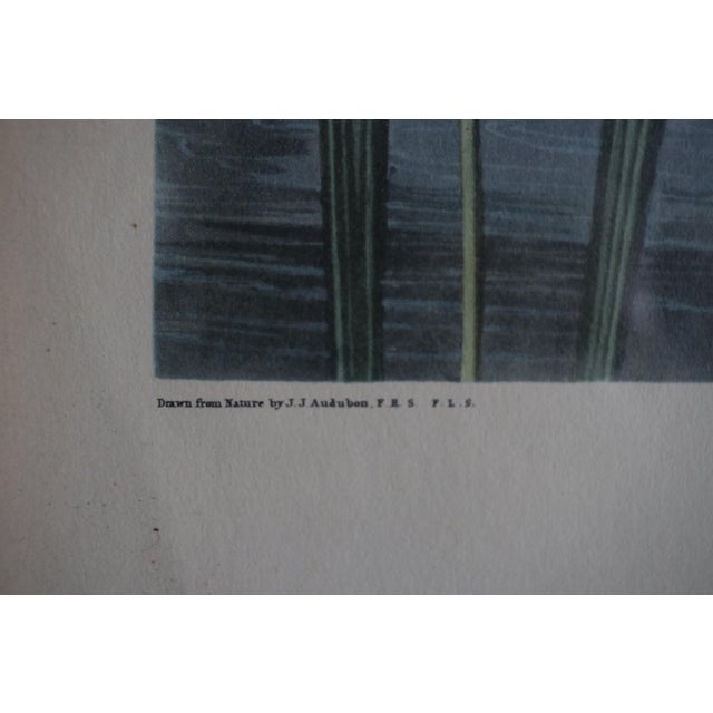 Vintage Lithograph of the 19th C. Audubon AquaTint Engraving "Red Breasted Merganser," in Dark Wood Frame For Sale - Image 12 of 17