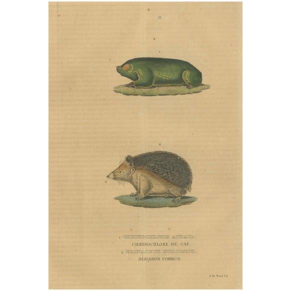 The Cape Golden Mole and the Common Hedgehog, 1845, Paper For Sale