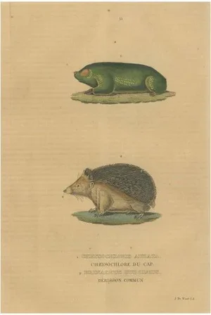 The Cape Golden Mole and the Common Hedgehog, 1845, Paper