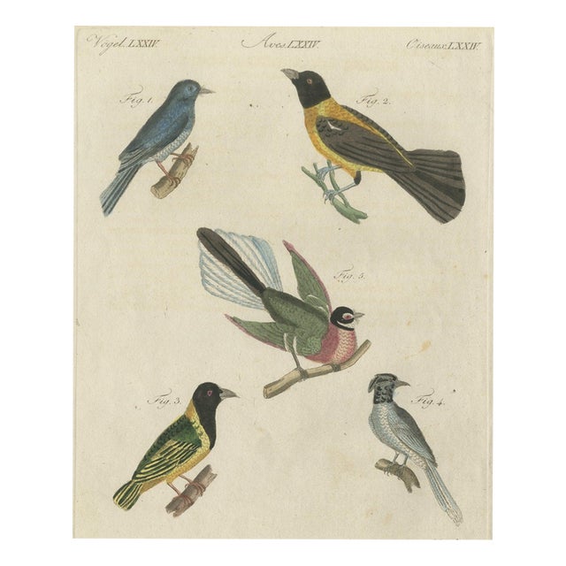 Bertuch, Five Exotic Birds, 1805, Print For Sale