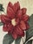 Vintage Framed Botanical Dahlia Needlepoint- Decorative Arts Inc. For Sale - Image 4 of 9