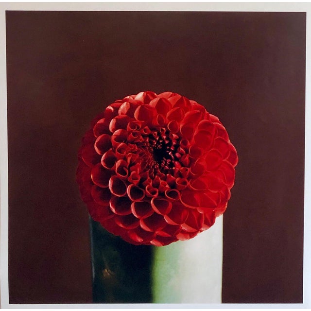 Peter C. Jones 1, Red Dahlia Flower Large Format Photo 24X20 Color Photograph Beach House RI, 2004 For Sale