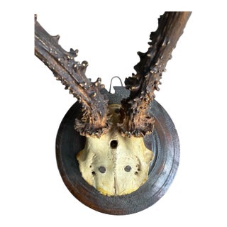 Roe Deer Trophy 15 Black Forest Antlers Mount For Sale