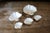 Beautiful collection of five large natural seashells featuring dramatic sculptural forms, thick construction, and...