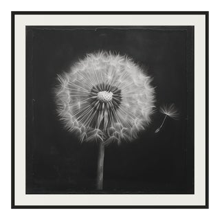 27.5' X 27.5' - 'Dandelion' #1 - Black and White Limited Edition Fine Art Print by Diane Grant Studio For Sale
