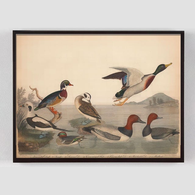 Vintage Bird Duck Print Set of 2 For Sale In Los Angeles - Image 6 of 9