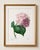 Hydrangea by Pierre-Joseph Redouté, Vintage Botanical Art Print, 16" X 24" For Sale In Buffalo - Image 6 of 9