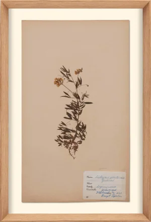 Herbarium, No.11, Framed Artwork