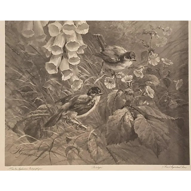 1885 Unusual Antique Botanical Phototype Lithograph-Birds, Bellflower For Sale - Image 4 of 4