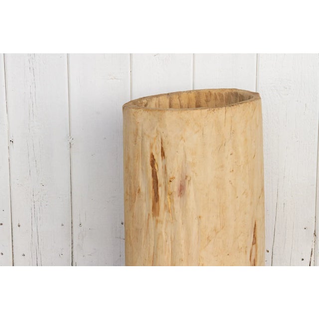 Tall Bleached Tree Trunk Planter For Sale - Image 4 of 10