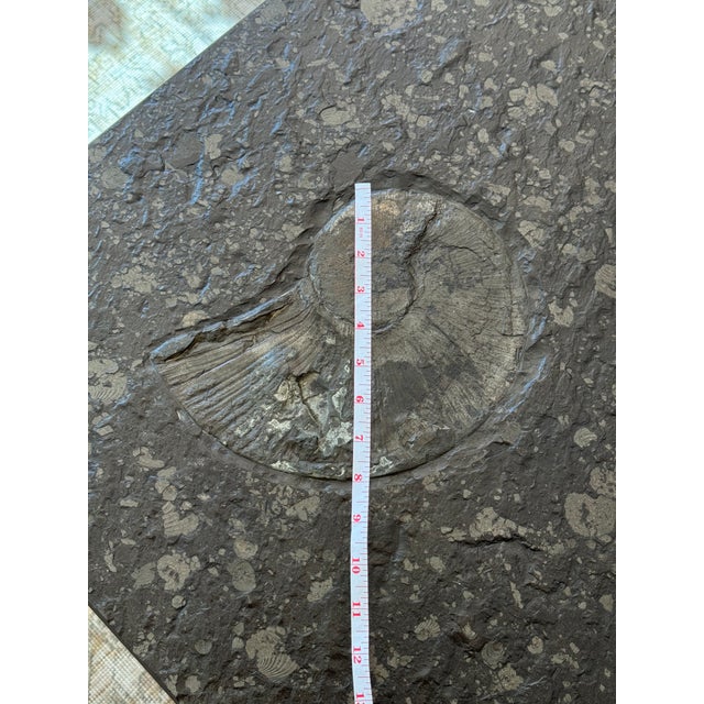 Mid-Century Modern 1970s Swabian Oil Shale & Chrome Coffee Table | 10" Ammonite Fossil | Original West German Provenance For Sale - Image 3 of 10