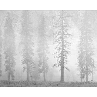 "Pines, Dusk, El Capitan Meadow, Yosemite 1986" Landscape Photograph Print Numbered 2/100 by Charles Cramer For Sale