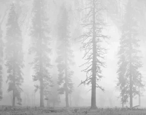 "Pines, Dusk, El Capitan Meadow, Yosemite 1986" Landscape Photograph Print Numbered 2/100 by Charles Cramer