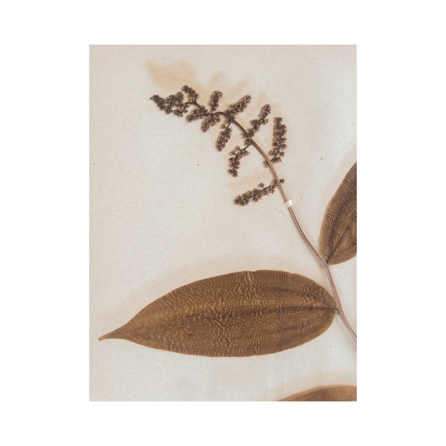 Rustic European Antique Herbarium - Solomon's Seal, Circa 1850 - 1915 For Sale - Image 3 of 5