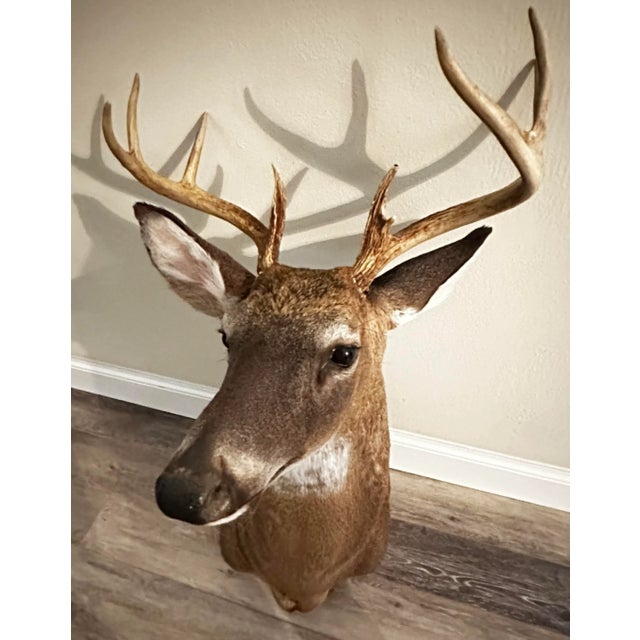 Beautiful 8 point deer mount. Perfect for decorating a lodge, cabin, sporting goods store or man cave. Approximately 16” x...