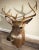 Beautiful 8 point deer mount. Perfect for decorating a lodge, cabin, sporting goods store or man cave. Approximately 16” x...