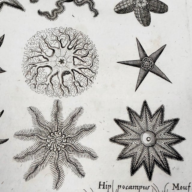 c.1698 Antique Marine Natural History Engraving | Starfish & Seahorses | Archivally Matted 11x14 For Sale In Columbus - Image 6 of 9