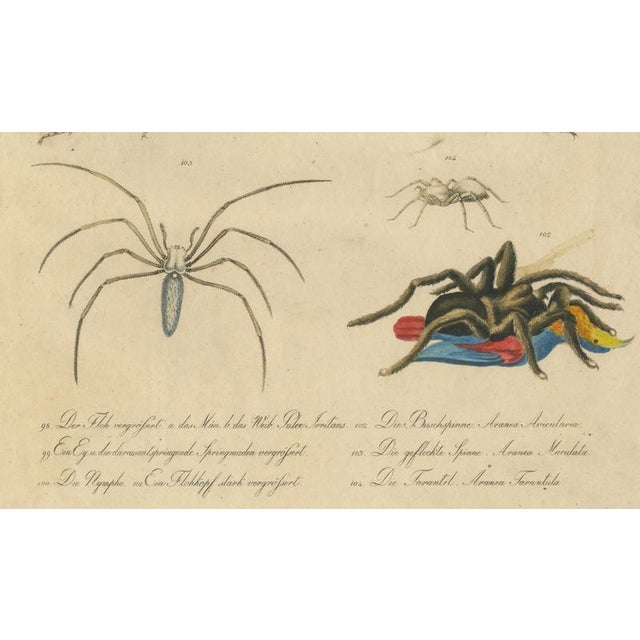 Brodtmann, Fleas, Tarantula & Spiders, 1816, Lithograph For Sale - Image 9 of 11