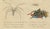 Brodtmann, Fleas, Tarantula & Spiders, 1816, Lithograph For Sale - Image 9 of 11