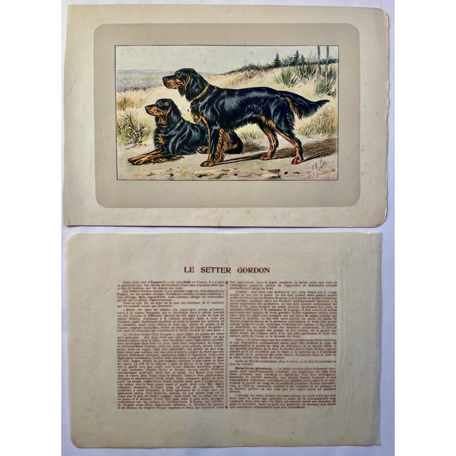 This handsome photogravure printed page is illustrated by P. Mahler, a German artist. The subject is of two Gordon Setter...