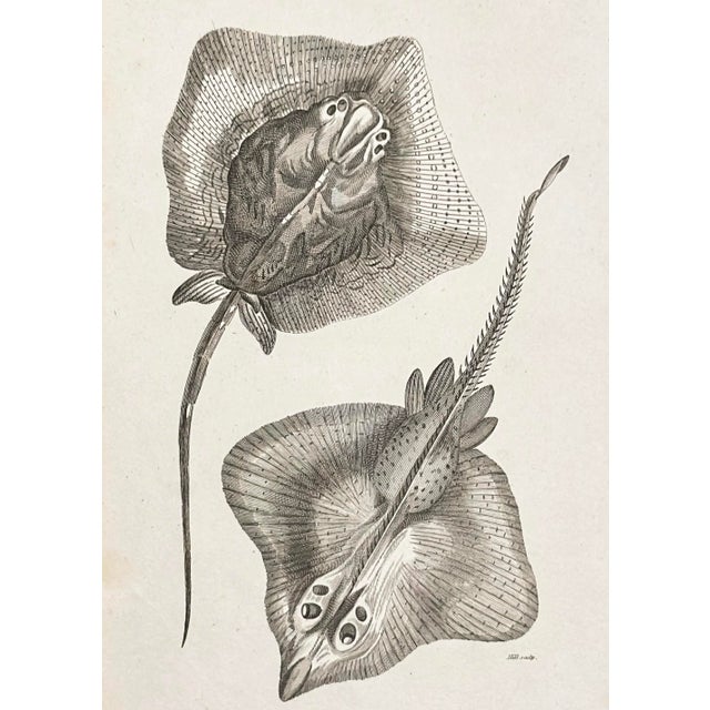 Early 19th Century 1804 Stingray Engraving | George Shaw Antique Nautical Print For Sale - Image 5 of 5