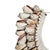 Cone Shell Necklace on Stand, Papua New Guinea, Contemporary For Sale - Image 10 of 16