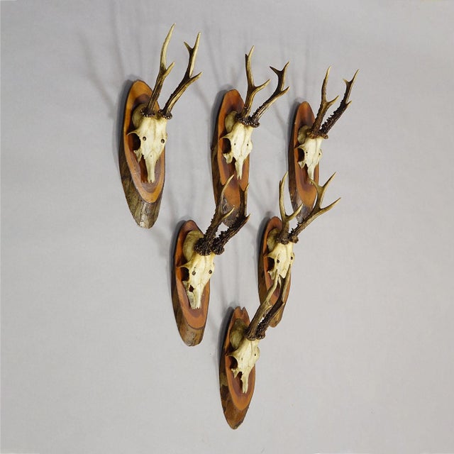 Rustic European Set of Six Roe Deer Trophies on Wooden Slices Germany Ca. 1950s For Sale - Image 3 of 8