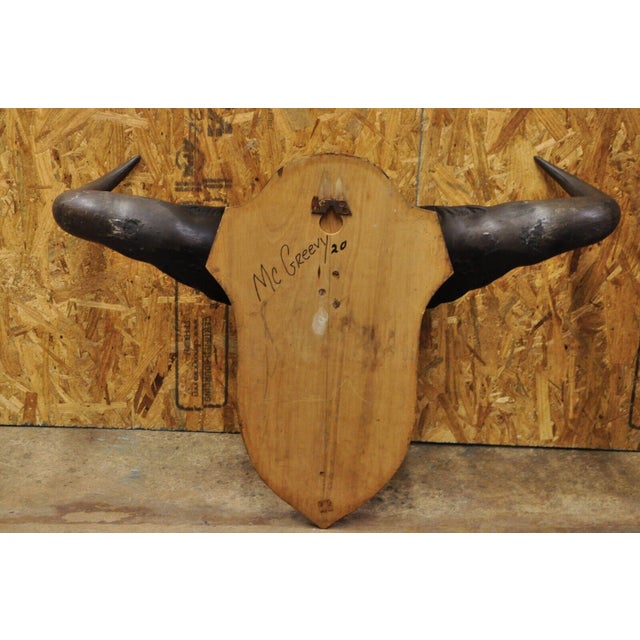 Vintage African Cape Buffalo Skull European Mount on Wooden Plaque Taxidermy For Sale - Image 10 of 12