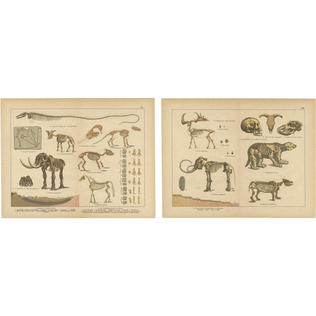 Schubert, Mastodon, Mammoth & Megatherium, 1880, Prints, Set of 2 For Sale - Image 10 of 10