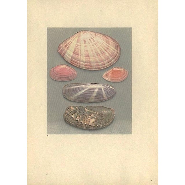 1935 Rare Set of 2 French Lithographs-Sea Shells For Sale - Image 4 of 5