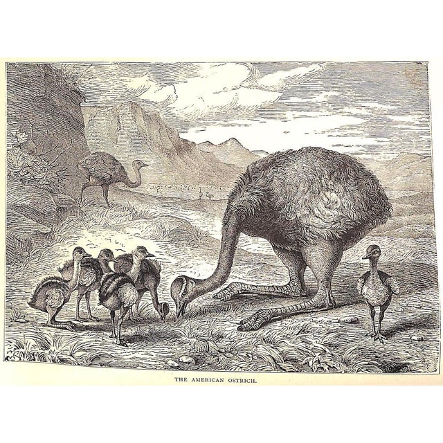 "Our Zoological Friends" 1876 Coultas, Harland For Sale In New York - Image 6 of 10